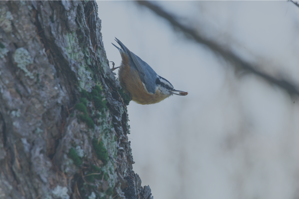 imitators of god, birds, red-breasted nuthatch, god and birds, god and nature