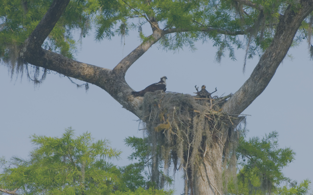 God moment, osprey, god in nature, god and birds